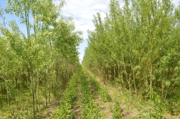 Українським аграріям збираються компенсувати витрати на вирощування енергетичних рослин фото, ілюстрація