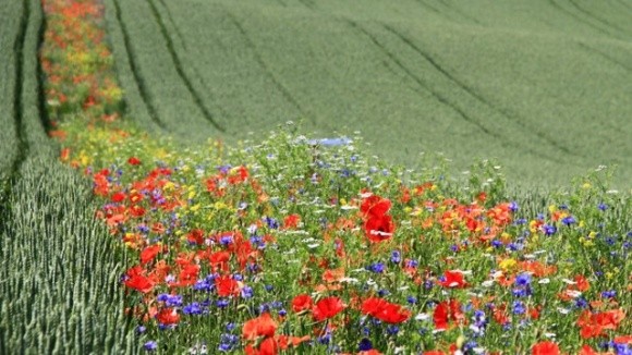 В Європі фермери борються зі шкідниками за допомогою квітів фото, ілюстрація