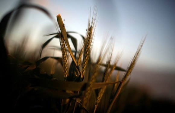 Перетворення України в аграрну країну зробило її сировинним додатком світу, - експерт фото, ілюстрація