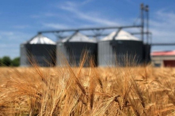 У випадку перевищення ліміту експорт пшениці буде заборонений, — Висоцький фото, ілюстрація