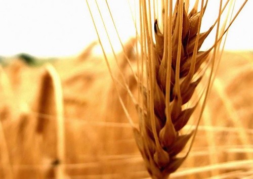 Світове виробництво зернових знизиться, - ФАО фото, ілюстрація