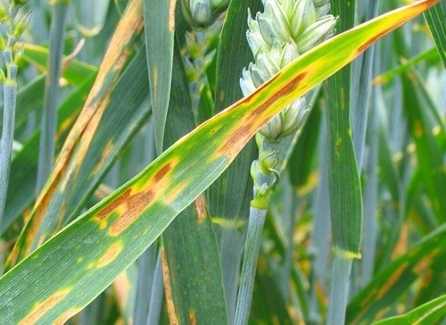 Посівами озимих та ярих зернових поширюються хвороби та шкідники фото, ілюстрація