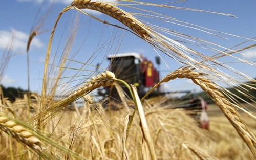 Врожай зернових 2019 року: перші прогнози фото, ілюстрація