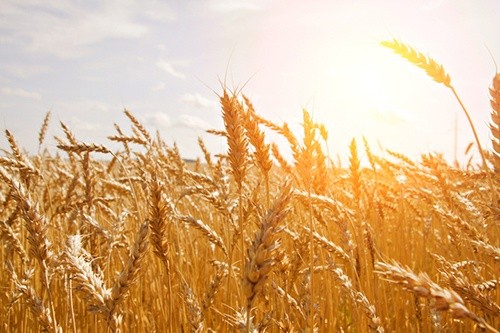 В Україні в другій декаді червня погодні умови призвели до погіршення вегетації пізніх сільгоспкультур фото, ілюстрація