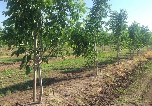 В Україні врожай горіхів буде на рівні минулого року фото, ілюстрація
