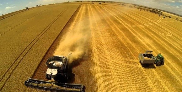 Жнива-2018: аграрії вже зібрали 3,5 млн тонн ранніх зернових фото, ілюстрація