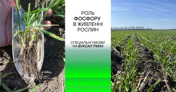 Що необхідно знати про фосфор для успішного управління живленням рослин? фото, ілюстрація