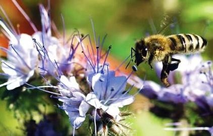 В Україні почастішали випадки масових отруєнь бджіл після хімобробок полів фото, ілюстрація