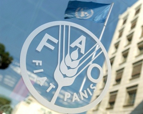 FAO радить українським виробникам молочки розвивати збут фото, ілюстрація