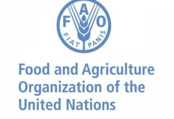 ФАО прогнозує рекордний врожай зернових, але не враховує війну в Україні фото, иллюстрация