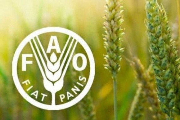 ФАО оголошує тендер на закупівлю насіння ярої пшенці фото, ілюстрація