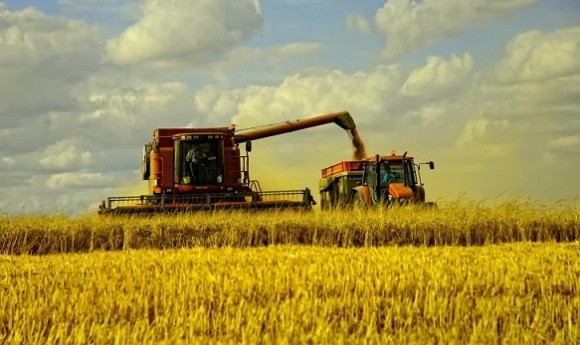 Ячмінь уже вирощувати невигідно, пшениця - на межі, - фермер фото, ілюстрація