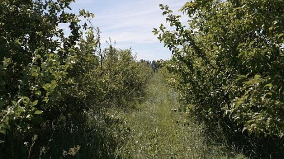 Через заморозки фермер з Чернігівщини втратив 90% яблук, через зливи – другий врожай полуниці фото, ілюстрація
