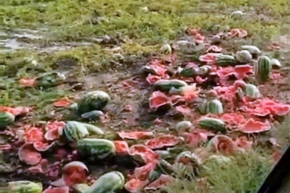 Фермери на Херсонщині знищують свої кавуни фото, ілюстрація
