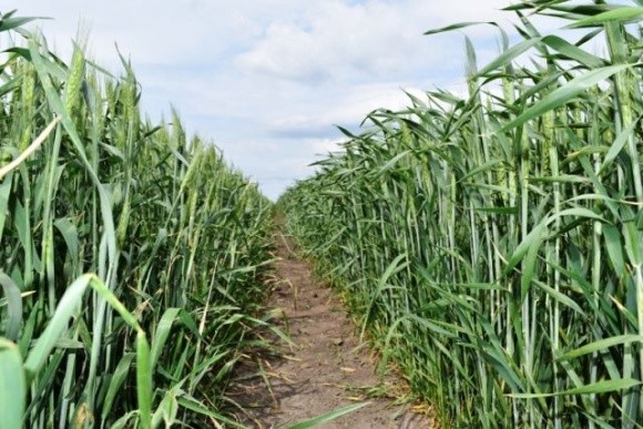 Погодні умови сприятливі для формування високого врожаю озимих зернових, – Укргідрометеоцентр фото, ілюстрація