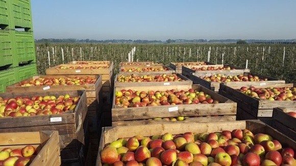 Коронавірус впливає на ринок яблук у Польщі фото, ілюстрація