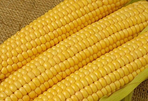 Попит на українську кукурудзу майже відсутній фото, ілюстрація