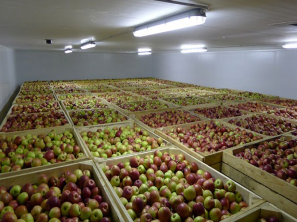 В Україні виробляється 2 млн т фруктів, але зберігати можна лише 250 тис. т фото, ілюстрація