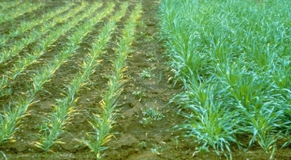 Агролайфхак: зависимость кущения корневой системы озимой пшеницы от фосфора фото, иллюстрация