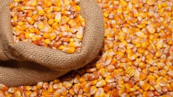 Експортні ціни на фуражну кукурудзу продовжують знижуватись фото, иллюстрация