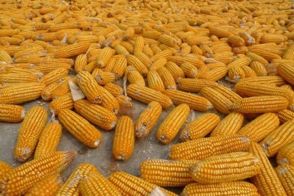 Знижуються ціни на фуражну кукурудзу фото, ілюстрація
