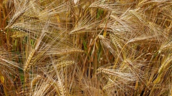 Продовольча пшениця в Україні коштує дешевше, ніж фуражний ячмінь фото, ілюстрація