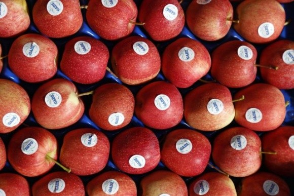ФГ «Гадз» почало експортувати яблука до Великої Британії фото, ілюстрація