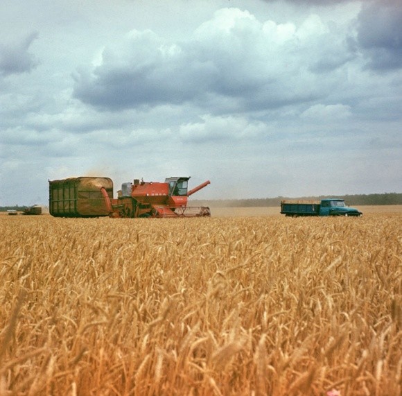 Мінагропрод очікує врожаю зернових на рівні 60 мільйонів тонн  фото, ілюстрація
