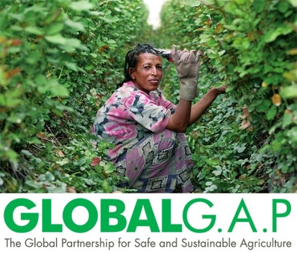 Сертифікати GlobalGAP популярні в ягідних і фруктових господарствах фото, ілюстрація