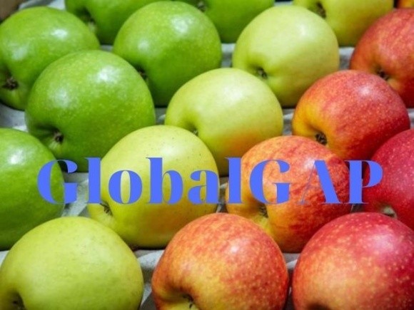 Найчастіше сертифікат GlobalGAP у 2020 році отримували на яблука і лохину фото, ілюстрація