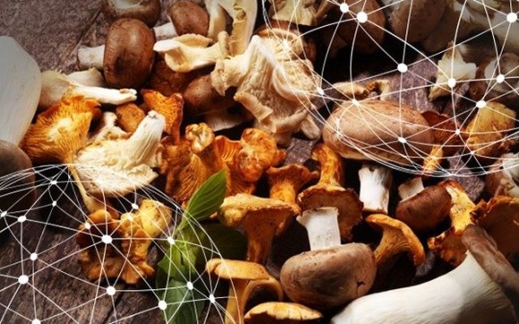 В Україні очікується, що виробництво екзотичних грибів збільшиться вдвічі фото, ілюстрація