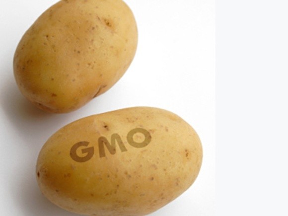 Канада призупинила вирощування ГМО-картоплі на рік фото, ілюстрація