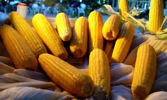 ГМО-кукурудза втратила стійкість до деяких шкідників фото, ілюстрація