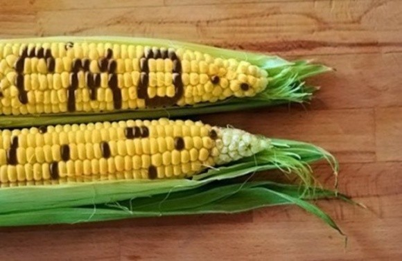 У Піднебесній будуть вирощувати ГМ кукурудзу та сою фото, ілюстрація