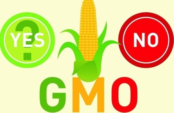 Зустріти ГМО-культури в магазині практично не можливо фото, ілюстрація