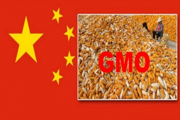 Китай схвалив імпорт двох нових сортів ГМО і відновив 14 інших фото, ілюстрація