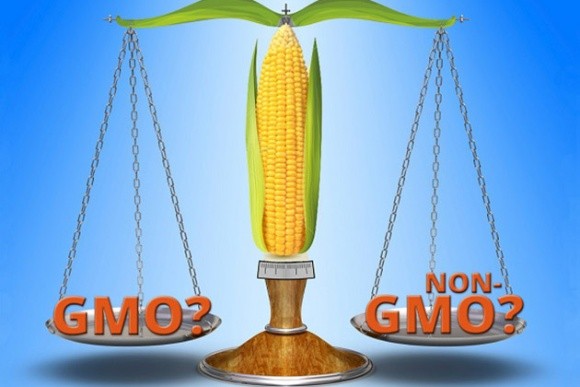 Лише 10% партій української сої та кукурудзи вільні від ГМО фото, ілюстрація