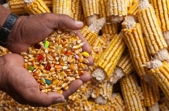 В ВРУ предлагают ввести госконтроль за ГМО-продукцией фото, иллюстрация