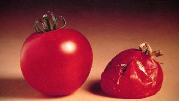 Дослідження виявило резистентність шкідників до ГМО фото, ілюстрація