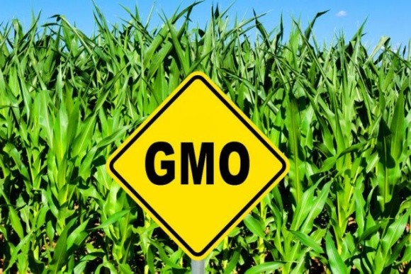 З юридичної точки зору ГМО в Україні немає фото, ілюстрація