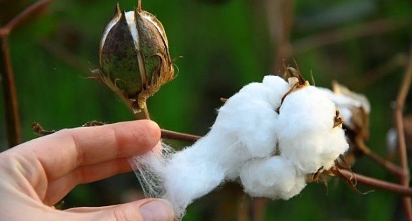 Вирощування ГМО бавовнику: закон прийнято фото, ілюстрація