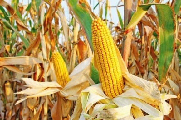 ГМО: тепер і в Китаї фото, ілюстрація