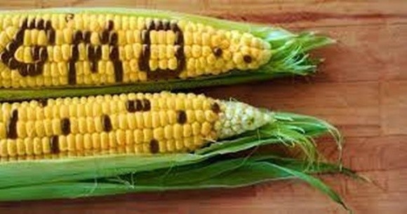 Над законом про ГМО продовжують працювати фото, ілюстрація