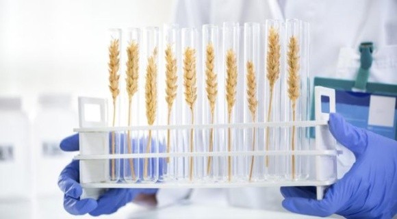 Франція не підтримує рішення ЄС накласти ГМО-обмеження на метод редагування генів фото, ілюстрація