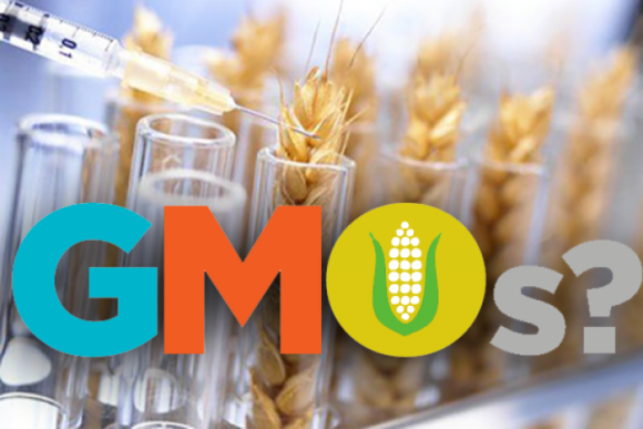 ГМО-культури здобувають все більшу популярність у практиків фото, ілюстрація