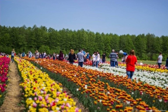 У Нідерландах фермери косять тюльпанові поля, щоб уникнути скупчень людей фото, ілюстрація