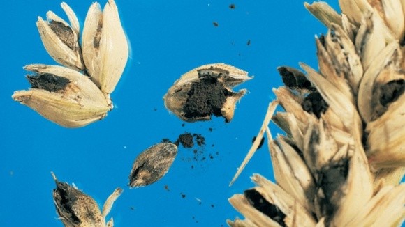Україна умовила Індонезію не забороняти імпорт пшениці, — А.Челомбітко фото, ілюстрація