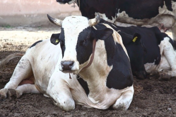 Програма AltaGPS підбере ідеального бика для стада або корови фото, ілюстрація