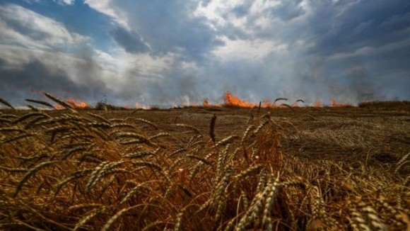 На Харківщині саперам доведеться палити врожай фото, ілюстрація