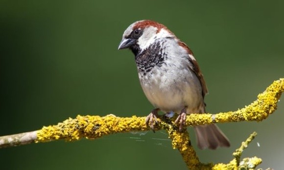 Сільське господарство стало основною причиною зникнення 17-19% птахів у Європі фото, ілюстрація